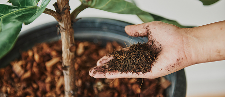 Image (Premium Potting Mix)