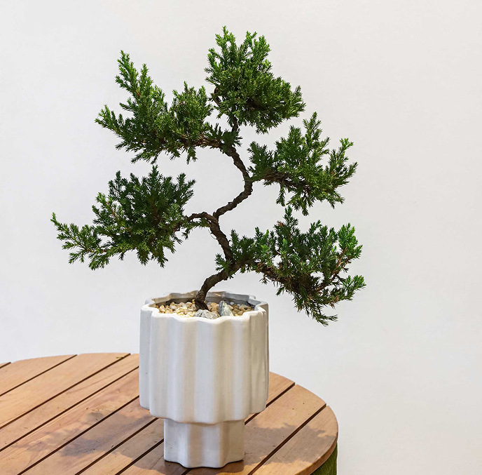 FAQs About Our Online Plant Store in Singapore