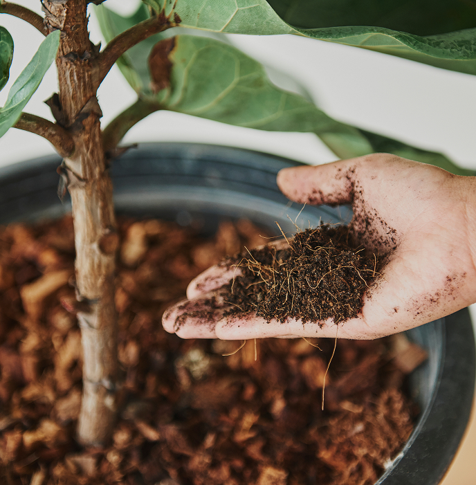 FAQs About Buying Soil and Soil Mixes in Singapore