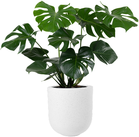 Why Choose NaturalGro Soil Mixes for Singapore Plants?