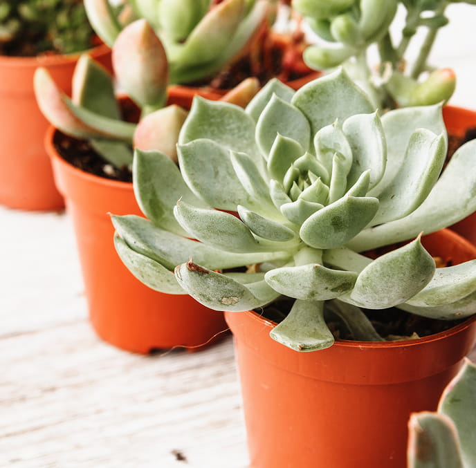 ​FAQs About Buying Cacti & Succulents Online in Singapore​