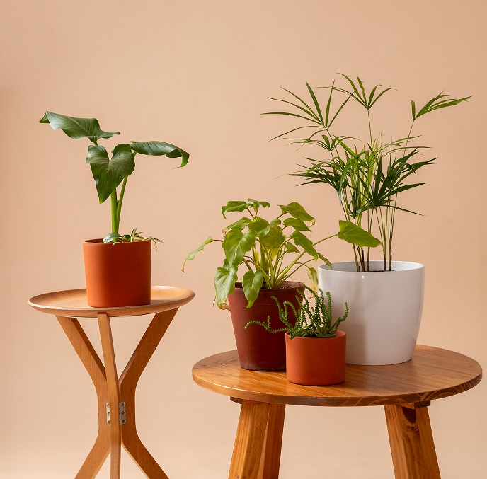 FAQs About Buying Indoor Plants Online in Singapore