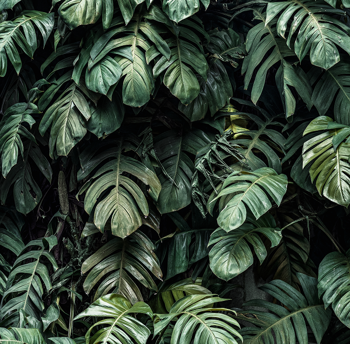 FAQs About Buying Foliage Plants Online Online in Singapore