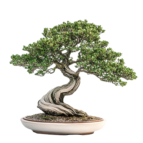 Why Buy Succulents for Your Home or Office?