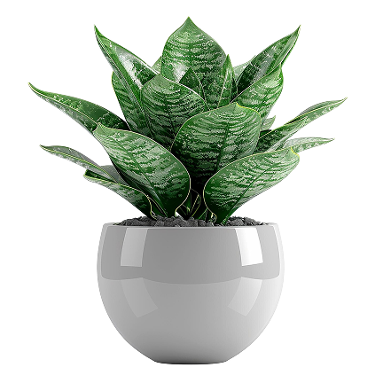 Snake plant sansevieria white pot