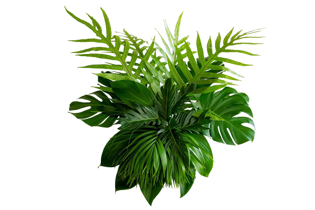 Tropical leaves foliage plant bush floral arrangement nature backdrop isolated white background