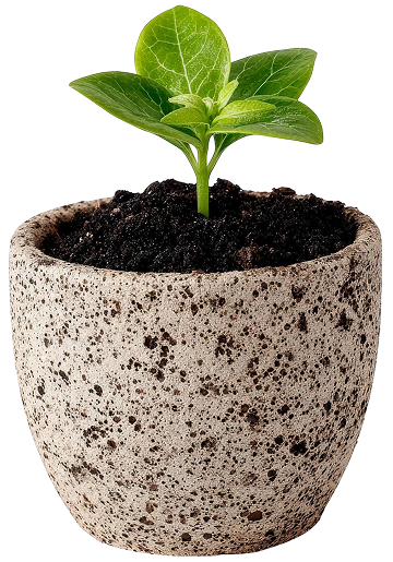 Why Choose NaturalGro Soil Mixes for Singapore Plants?